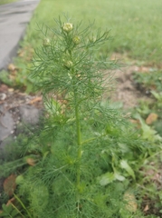 Tripleurospermum inodorum