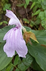 Roscoea purpurea