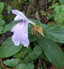 Roscoea purpurea