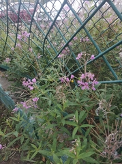 Chamaenerion angustifolium
