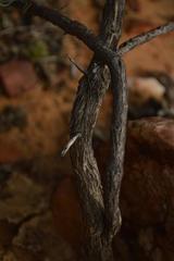 Heliophila cornuta squamata