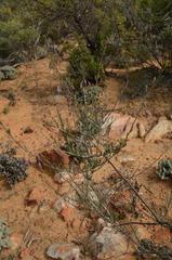 Heliophila cornuta squamata