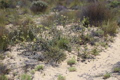 Leucadendron nitidum