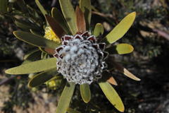 Leucadendron nitidum