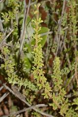 Jamesbrittenia atropurpurea