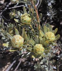 Leucadendron nitidum