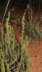 Jamesbrittenia atropurpurea