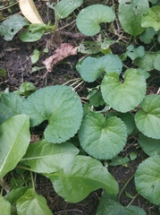 Viola odorata