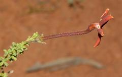 Jamesbrittenia atropurpurea