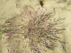 Corispermum sibiricum
