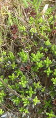 Crassula biplanata