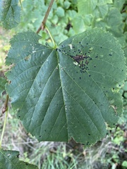 Paracercosporidium microsorum