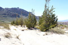 Widdringtonia wallichii