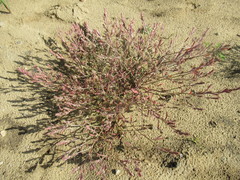 Corispermum sibiricum