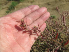 Corispermum sibiricum
