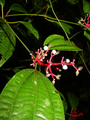 Miconia lateriflora