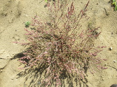 Corispermum sibiricum