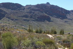 Widdringtonia wallichii