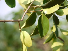 Memecylon umbellatum