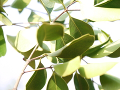 Memecylon umbellatum