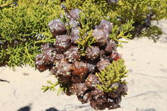 Widdringtonia wallichii