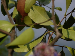 Memecylon umbellatum