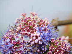 Memecylon umbellatum