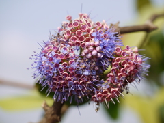 Memecylon umbellatum