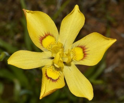 Moraea namaquamontana
