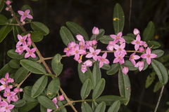 Boronia umbellata
