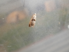 Epinotia ramella