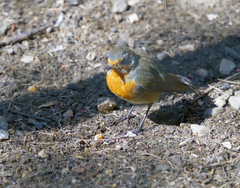 Erithacus rubecula
