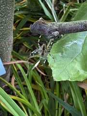 Araneus diadematus