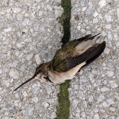 Archilochus colubris