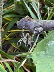 Araneus diadematus