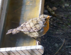 Erithacus rubecula