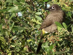 Apodytes dimidiata dimidiata