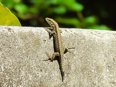 Podarcis muralis