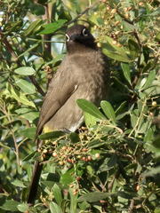 Apodytes dimidiata dimidiata