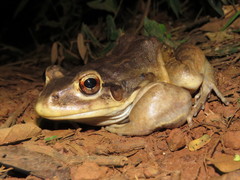 Leptodactylus vastus