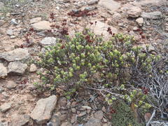 Crassula biplanata