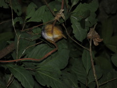 Hypocnemis peruviana