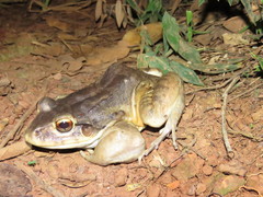 Leptodactylus vastus