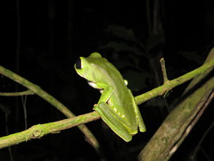 Phyllomedusa camba