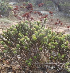 Crassula biplanata