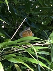 Erithacus rubecula