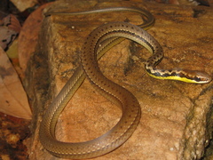 Echinanthera melanostigma