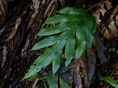 Blechnum colensoi