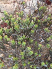 Crassula biplanata