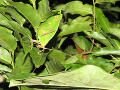 Cycloptera speculata
